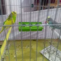 جفت مرغ عشق