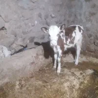 گاو و گوساله ماده  سیمینتال اصل