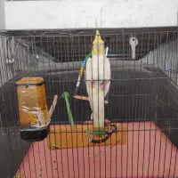 عروس هلندی