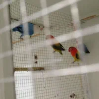 کنوله تازه دونخور بدون گاز گرفتن مخصوص آشتی کردن