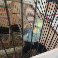 عروس هلندی اواز خوان