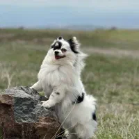 پامرین روباهی