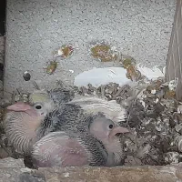 دوجفت کبوتر با تخم و جوجه|پرنده|نجفآباد, گلدشت|دیوار