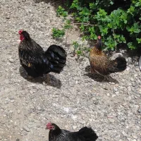 مرغ مینیاتوری