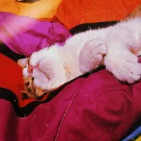 واگذاری گربه