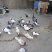 کبوتر طوق شازده ایی.شهری.پلاکی|پرنده|شیراز, شهرک مطهری|دیوار