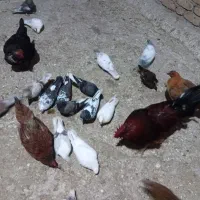 کبوتر|پرنده|سیلاخور, |دیوار