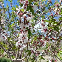 ۴۰۰ متر باغ