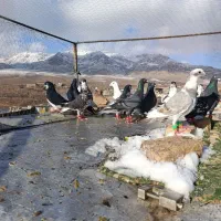 رنگی کفتر بوم