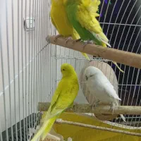 دوجفت مرغ عشق انگلیسی