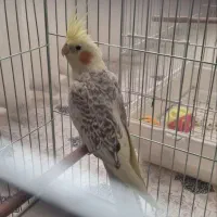 عروس هلندی نر|پرنده|مراغه, |دیوار