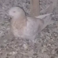 کفتر ابلغ کاکلی جوجه زردی|پرنده|ری, شهید غیوری (ابن باویه)|دیوار