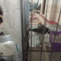 فنچ|پرنده|مسجد سلیمان, |دیوار