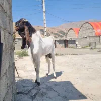 یه نربز 13 ماهه اصل گلابی بدون مشابه کل ایران فول|حیوانات مزرعه|پیرانشهر, |دیوار