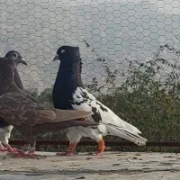 کبوتر کله سیاه گمشده محدوده تنگک اول