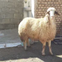 گوسفند ۲ سال