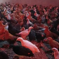 جوجه مرغ وخروس گلپایگانی مشگی ۶۰روزه واکسن خورده