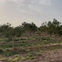 باغ پسته ۲۰ ساله، یک هکتار،فروش فوری(زیرقیمت )|فروش دفتر صنعتی، کشاورزی، تجاری|قنوات, |دیوار