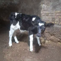 گوساله نر شیر خوار|حیوانات مزرعه|مهربان, |دیوار