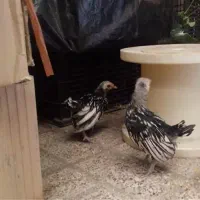 جوجه سبرایت ۱ماهه
