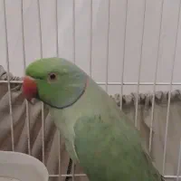 فروش طوطی ملنگو نر|پرنده|گرگان, |دیوار