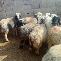 میش آبستن|حیوانات مزرعه|خمینی‌شهر, |دیوار