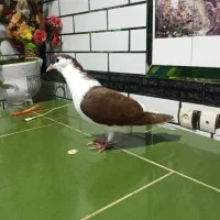 چپ سرخ جوجه درشت