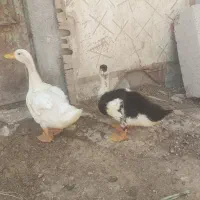 اردک