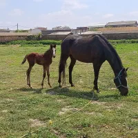 فروش اسب و کره