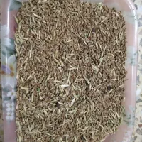 گندم برای پرنده