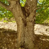 خرید درخت گردو|خدمات باغبانی و درختکاری|سنندج, |دیوار