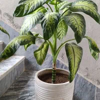 گل دیفن|گل و گیاه طبیعی|ایوان, |دیوار