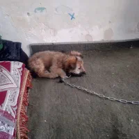 یه توله پنج ماه نژاد ژاپنی