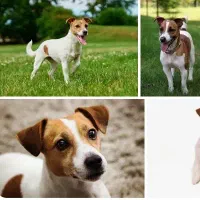 سگ راسل تریر