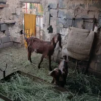 بز همراه بزغاله