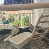 عروس هلندی|پرنده|پاتاوه, |دیوار