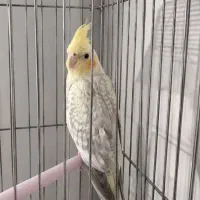 عروس هلندی جفت