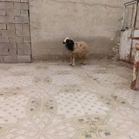 یک‌عدد‌بره‌