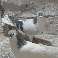 پیداشده|حیوانات|سبزوار, شرق کال میانی|دیوار