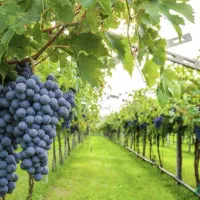 باغ انگور 1 هکتاری با چاه آب هر ۹ روز ۱۴ ساعت آب|فروش دفتر صنعتی، کشاورزی، تجاری|ملایر, |دیوار