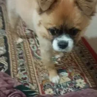 سگ پیکینز|سگ|مشهد, شهید بصیر|دیوار