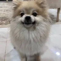 سگ پیدا شده