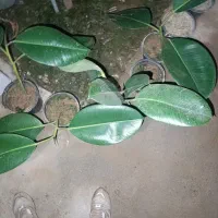 گل فیلتوس (فیلکوس)|گل و گیاه طبیعی|شهرکرد, |دیوار