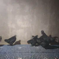 مرغ و خروس ایام سمانی