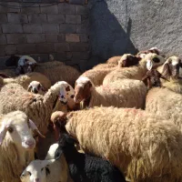 گوسفند میش و بره|حیوانات مزرعه|کرمانشاه, |دیوار