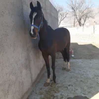 مادیون ۶دنگ همراه کره