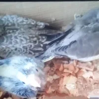 عروس هلندی ، ملنگو ،گرینچیک