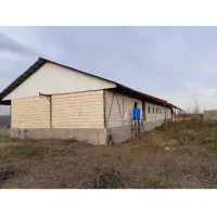 گاوداری با مجوز|فروش دفتر صنعتی، کشاورزی، تجاری|تولم شهر, |دیوار