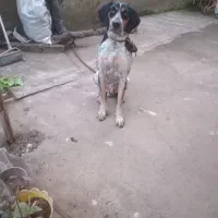 سلام.سگ شکاری نر18ماهه