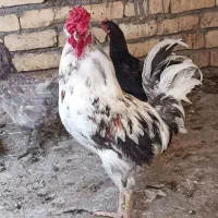 خروس گلین عالی درجه یک